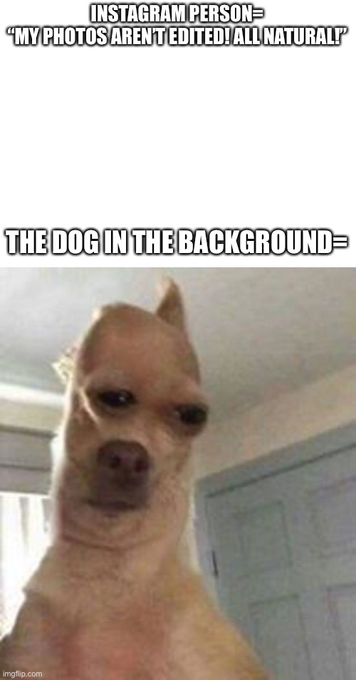 It’s true | INSTAGRAM PERSON=
“MY PHOTOS AREN’T EDITED! ALL NATURAL!”; THE DOG IN THE BACKGROUND= | image tagged in blank white template | made w/ Imgflip meme maker