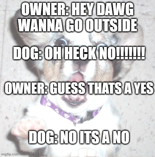 TERRIFIED DOG | OWNER: HEY DAWG WANNA GO OUTSIDE; DOG: OH HECK NO!!!!!!! OWNER: GUESS THATS A YES; DOG: NO ITS A NO | image tagged in terrified dog | made w/ Imgflip meme maker