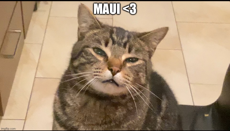 Here’s my cat as a reward for 30k points :) | MAUI <3 | image tagged in cat,maui | made w/ Imgflip meme maker