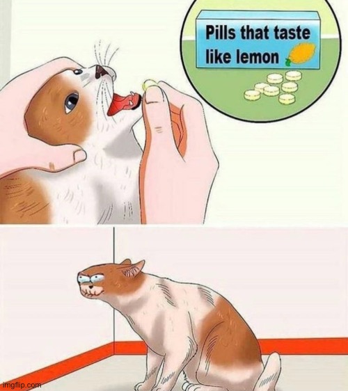 Why is it spicy | image tagged in shitpost,cats,lemons,goofy ahh,not funny | made w/ Imgflip meme maker