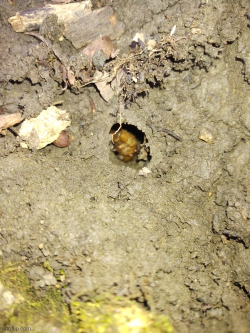 What I think is a late 2021 Brood X cicada | made w/ Imgflip meme maker