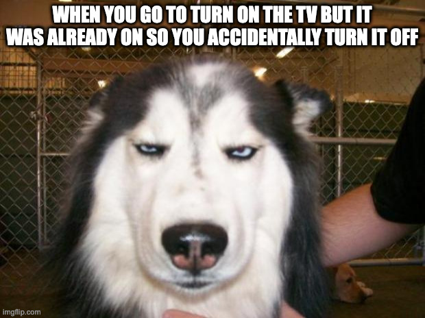 WHY | WHEN YOU GO TO TURN ON THE TV BUT IT WAS ALREADY ON SO YOU ACCIDENTALLY TURN IT OFF | image tagged in annoyed dog | made w/ Imgflip meme maker