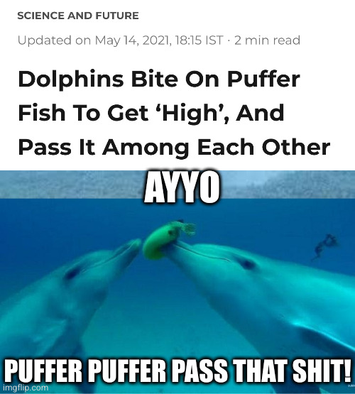 puff puff pass | AYYO; PUFFER PUFFER PASS THAT SHIT! | image tagged in dolphin boops pufferfish | made w/ Imgflip meme maker
