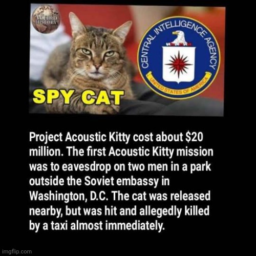 Bad kitty | image tagged in spy,spying,goofy | made w/ Imgflip meme maker