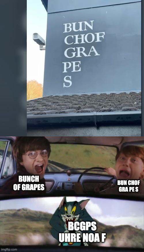 Bun chof gra pe s | BUNCH OF GRAPES; BUN CHOF GRA PE S; BCGPS UHRE NOA F | image tagged in tom chasing harry and ron weasly,you had one job,oh wow are you actually reading these tags | made w/ Imgflip meme maker