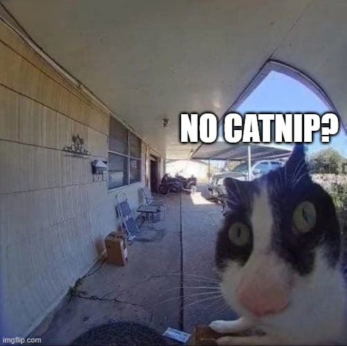 NO CATNIP? | made w/ Imgflip meme maker