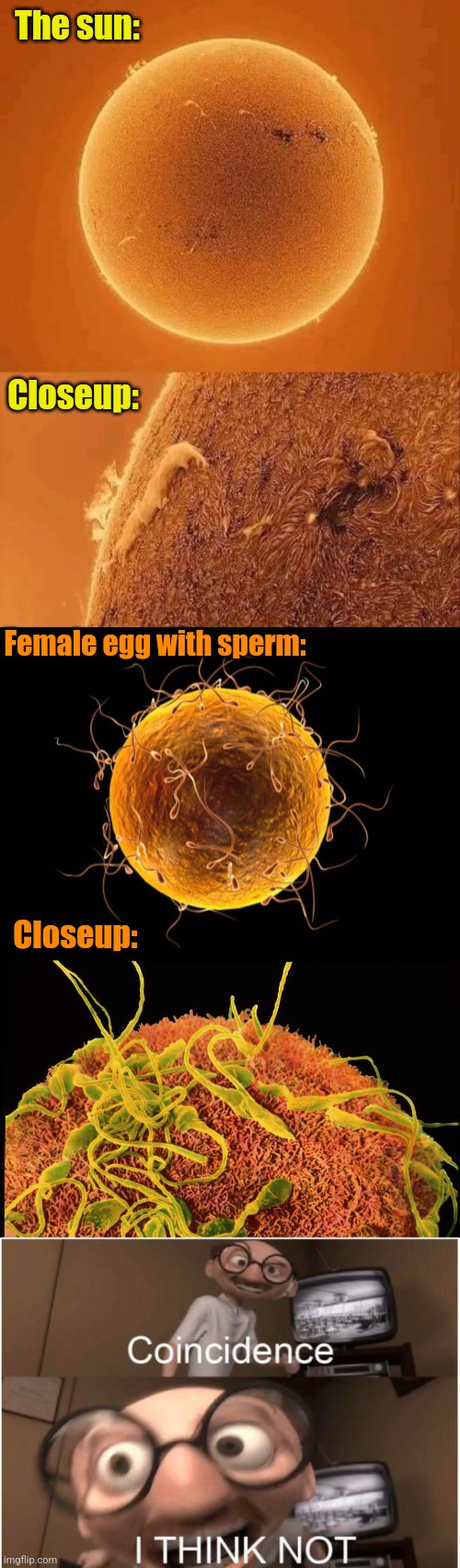 The Grand Design | The sun:; Closeup:; Female egg with sperm:; Closeup: | image tagged in coincidence i think not,the sun,egg,sperm,divine,design | made w/ Imgflip meme maker