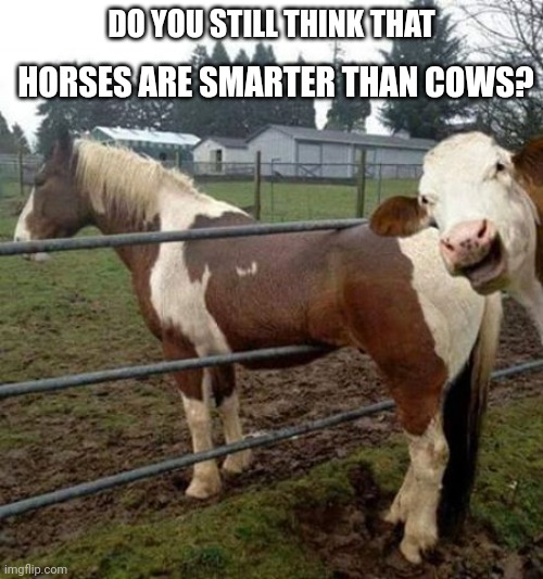 holy cow photo bomb | HORSES ARE SMARTER THAN COWS? DO YOU STILL THINK THAT | image tagged in holy cow photo bomb | made w/ Imgflip meme maker