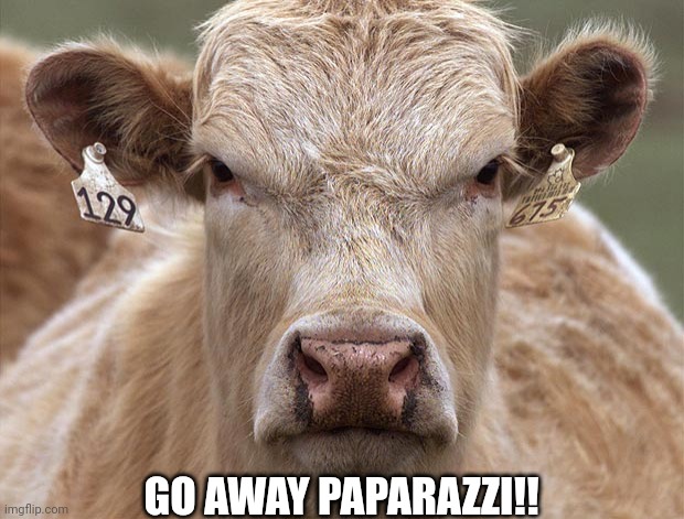 Mad Cow | GO AWAY PAPARAZZI!! | image tagged in mad cow | made w/ Imgflip meme maker