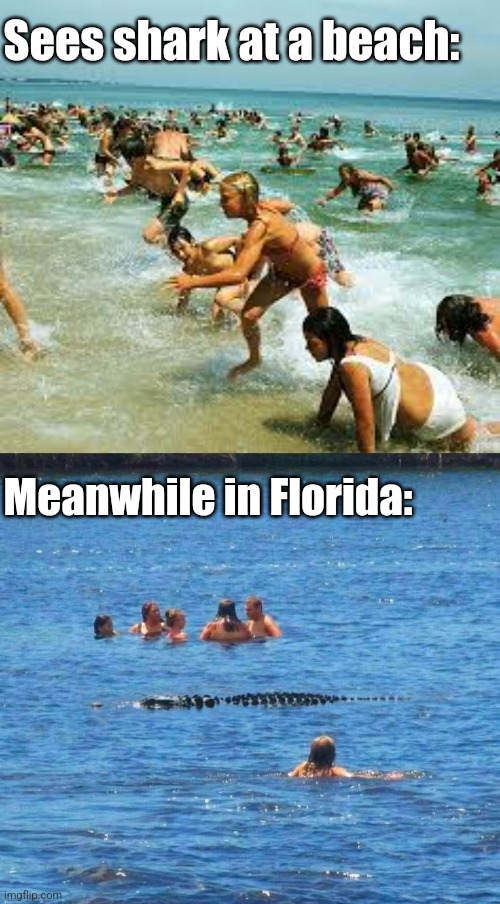 See ya later, alligator! | Sees shark at a beach:; Meanwhile in Florida: | image tagged in meanwhile in florida,alligator,swimming,jaws,beach,scene | made w/ Imgflip meme maker