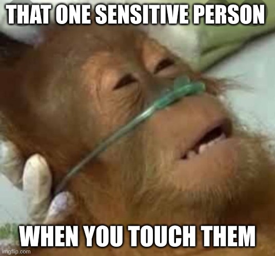 Do you know a person like this? | THAT ONE SENSITIVE PERSON; WHEN YOU TOUCH THEM | image tagged in e | made w/ Imgflip meme maker