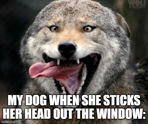 My dog sticking her head out the window | MY DOG WHEN SHE STICKS HER HEAD OUT THE WINDOW: | image tagged in dog | made w/ Imgflip meme maker