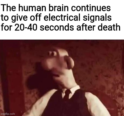 I'ma unsettle I guys if you don't mind | The human brain continues to give off electrical signals for 20-40 seconds after death | image tagged in unsettled wallace | made w/ Imgflip meme maker