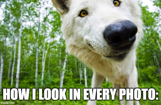 Photo shoots | HOW I LOOK IN EVERY PHOTO: | image tagged in funny wolves | made w/ Imgflip meme maker