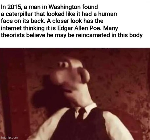 Caterpillar | In 2015, a man in Washington found a caterpillar that looked like it had a human face on its back. A closer look has the internet thinking it is Edgar Allen Poe. Many theorists believe he may be reincarnated in this body | image tagged in unsettled wallace | made w/ Imgflip meme maker