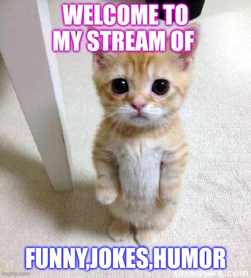 Cute Cat Meme | WELCOME TO MY STREAM OF; FUNNY,JOKES,HUMOR | image tagged in memes,cute cat | made w/ Imgflip meme maker