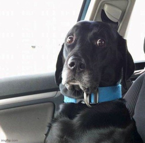 suprised dog | image tagged in suprised dog | made w/ Imgflip meme maker