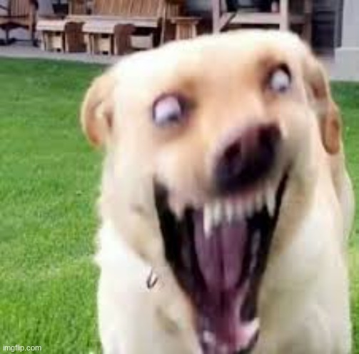 Crazy dog man | image tagged in crazy dog man | made w/ Imgflip meme maker