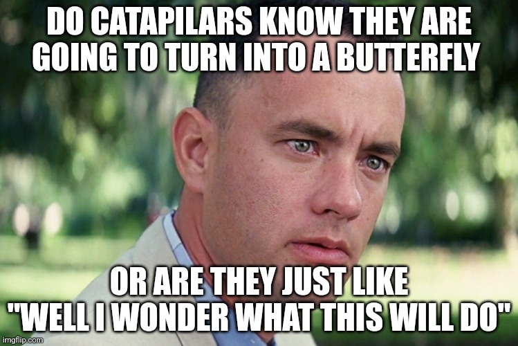 All the butterfly's | DO CATAPILARS KNOW THEY ARE GOING TO TURN INTO A BUTTERFLY; OR ARE THEY JUST LIKE "WELL I WONDER WHAT THIS WILL DO" | image tagged in memes | made w/ Imgflip meme maker