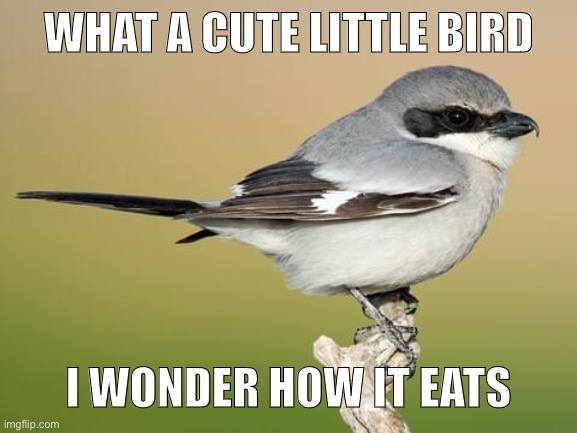 WHAT A CUTE LITTLE BIRD; I WONDER HOW IT EATS | made w/ Imgflip meme maker