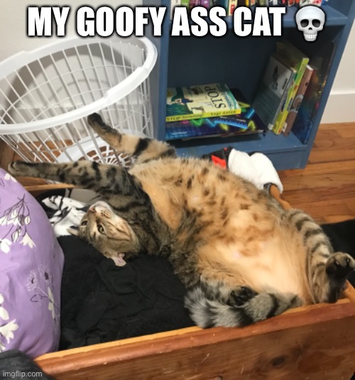 MY GOOFY ASS CAT 💀 | made w/ Imgflip meme maker