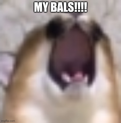 MY BALS!!! | MY BALS!!!! | image tagged in my bals | made w/ Imgflip meme maker