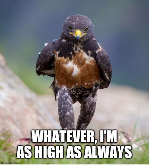 Wondering Wandering Falcon | WHATEVER, I'M AS HIGH AS ALWAYS | image tagged in wondering wandering falcon | made w/ Imgflip meme maker