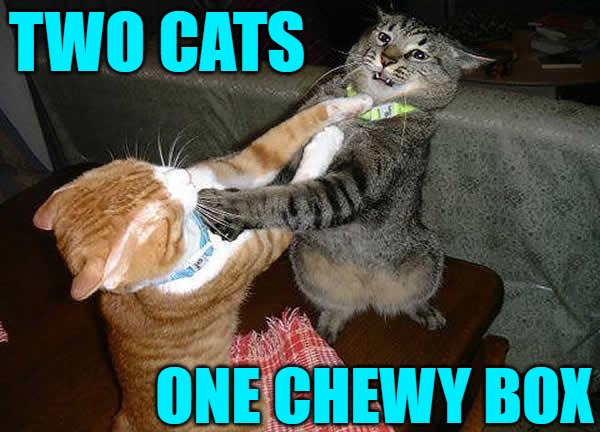 When the Chewy box arrives |  TWO CATS; ONE CHEWY BOX | image tagged in two cats fighting for real,funny memes,cat memes,lol,i love cats | made w/ Imgflip meme maker