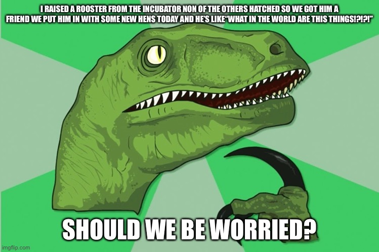 My rooster uno be like | I RAISED A ROOSTER FROM THE INCUBATOR NON OF THE OTHERS HATCHED SO WE GOT HIM A FRIEND WE PUT HIM IN WITH SOME NEW HENS TODAY AND HE’S LIKE“WHAT IN THE WORLD ARE THIS THINGS!?!?!”; SHOULD WE BE WORRIED? | image tagged in new philosoraptor | made w/ Imgflip meme maker