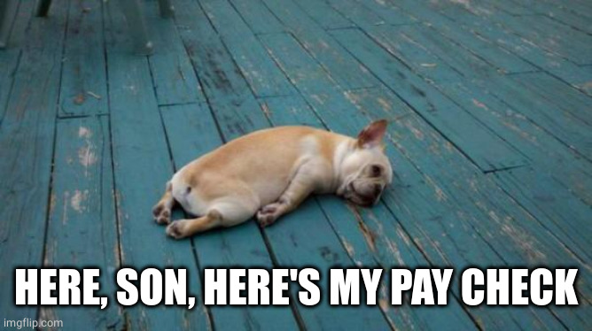 tired dog | HERE, SON, HERE'S MY PAY CHECK | image tagged in tired dog | made w/ Imgflip meme maker