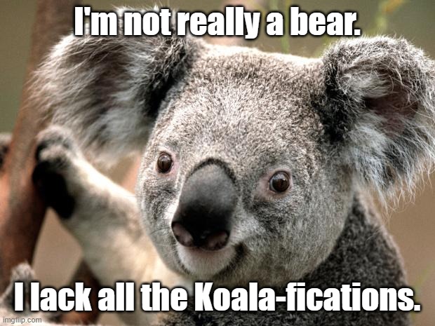 koala  | I'm not really a bear. I lack all the Koala-fications. | image tagged in koala | made w/ Imgflip meme maker