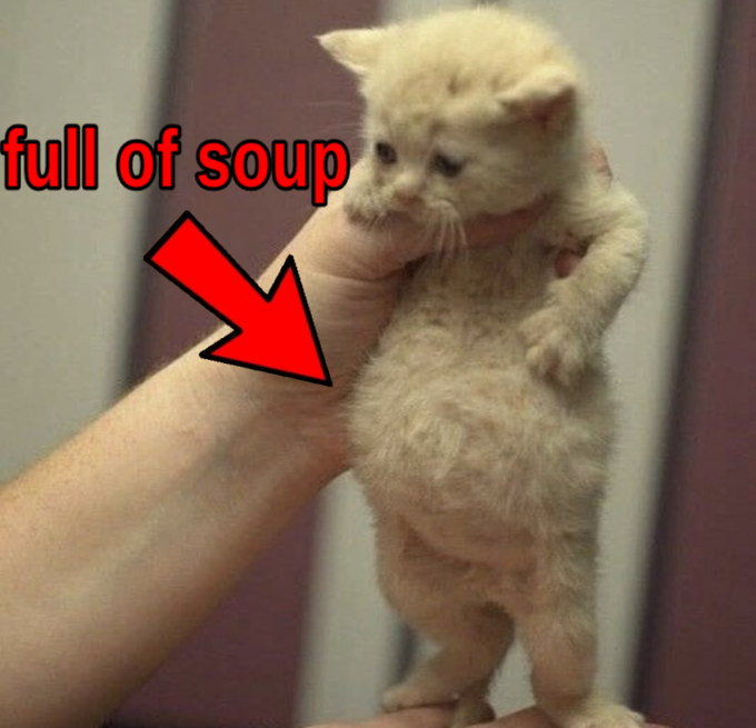 High Quality full of soup cat Blank Meme Template