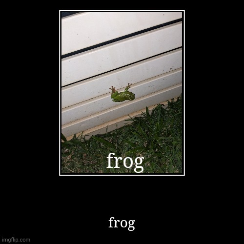 frog | image tagged in frog | made w/ Imgflip demotivational maker