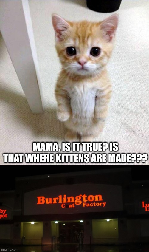 MAMA, IS IT TRUE? IS THAT WHERE KITTENS ARE MADE??? | image tagged in memes,cute cat | made w/ Imgflip meme maker