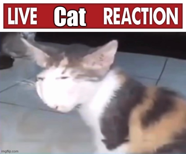 Live cat reaction | image tagged in live cat reaction | made w/ Imgflip meme maker