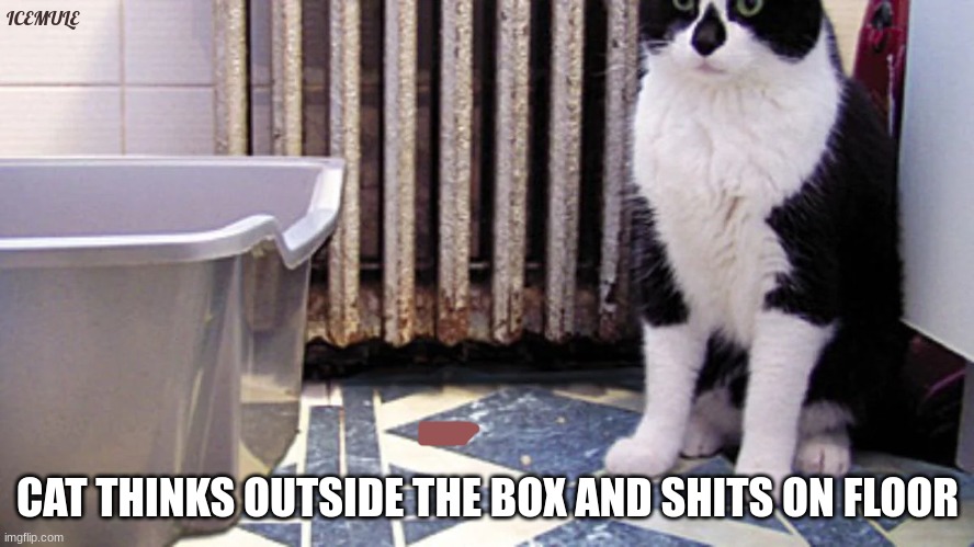 litter | ICEMULE; CAT THINKS OUTSIDE THE BOX AND SHITS ON FLOOR | image tagged in memes | made w/ Imgflip meme maker