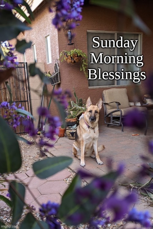 Sunday Dog | Sunday 
Morning
Blessings | image tagged in morning blessings,sunday blessings,gsd sunday | made w/ Imgflip meme maker