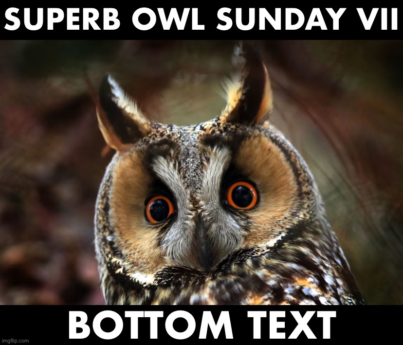 On one Sunday in February every year, Americans of all stripes gather to watch and celebrate these majestic feats of nature. | SUPERB OWL SUNDAY VII; BOTTOM TEXT | image tagged in s,u,p,e,r,b | made w/ Imgflip meme maker