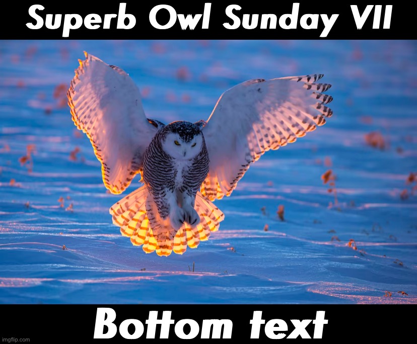 A snowy owl sticks a difficult landing. Touchdown! | Superb Owl Sunday VII; Bottom text | image tagged in s,u,p,e,r,b | made w/ Imgflip meme maker