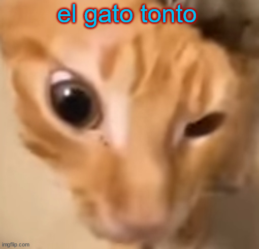 el gato | el gato tonto | image tagged in el gato | made w/ Imgflip meme maker