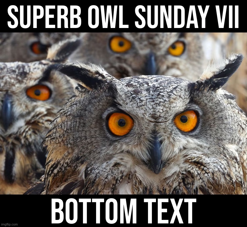 Competition owls train their whole lives for a chance to make it to the Superb Owl. See the focus? The hunger? The drive? | SUPERB OWL SUNDAY VII; BOTTOM TEXT | image tagged in s,u,p,e,r,b | made w/ Imgflip meme maker