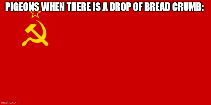 Pigeons | PIGEONS WHEN THERE IS A DROP OF BREAD CRUMB: | image tagged in ussr flag,communism,pigeon | made w/ Imgflip meme maker