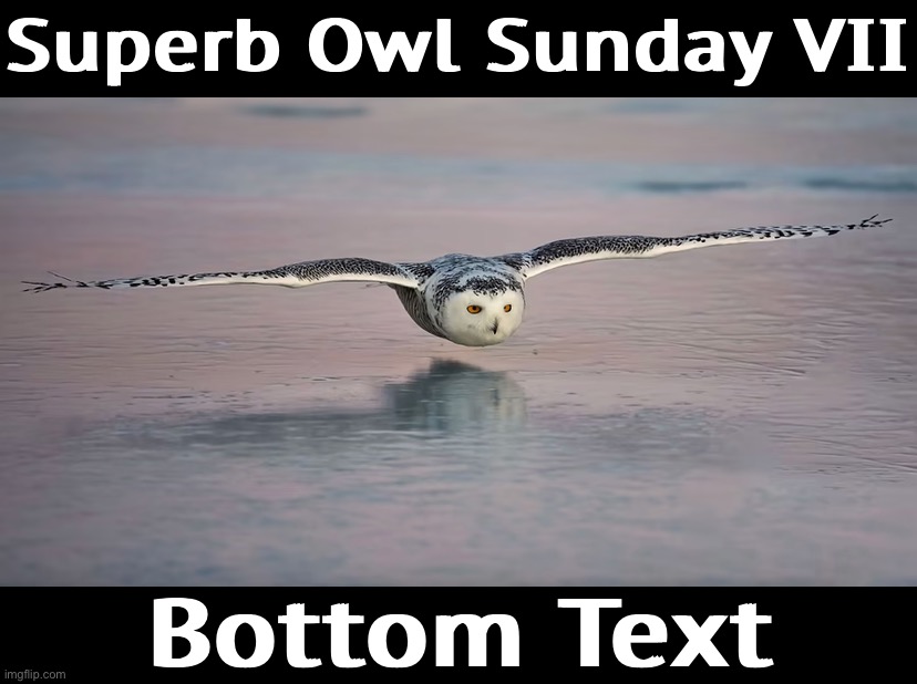Glide control like this takes a lifetime to master. Now imagine performing with 7 other fully-grown owls barreling your way. | Superb Owl Sunday VII; Bottom Text | image tagged in s,u,p,e,r,b | made w/ Imgflip meme maker