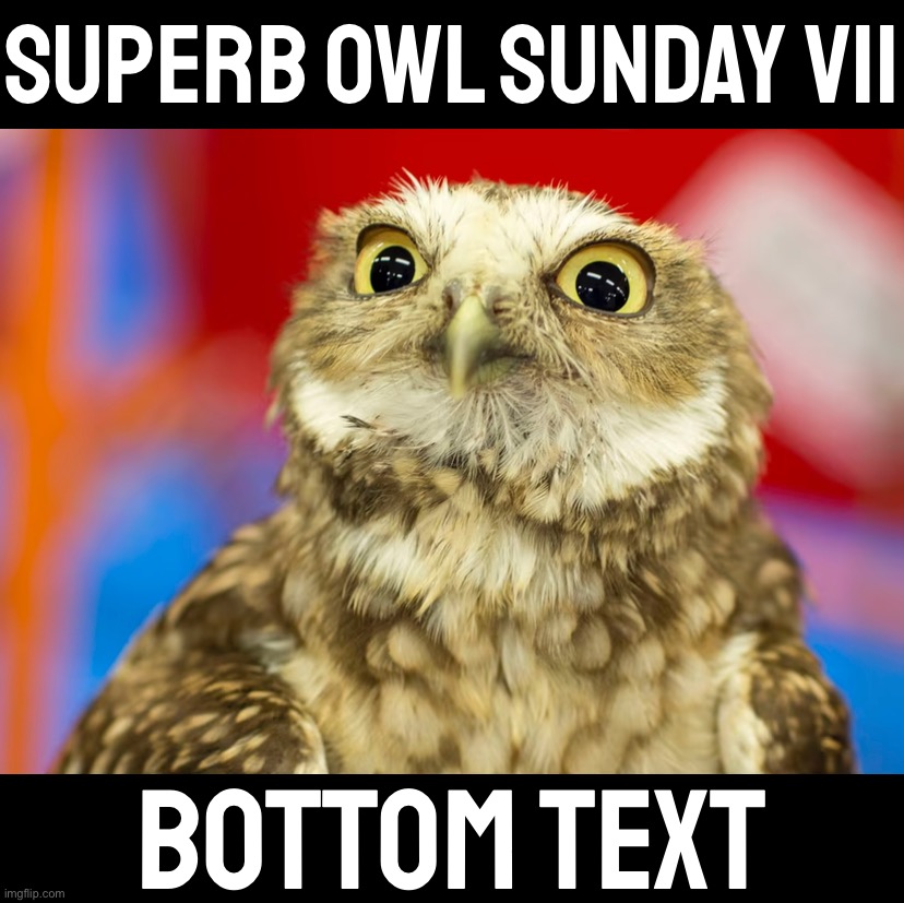 This fanatic has been attending Superb Owls religiously since 1997. When asked for comment he said only, “I’m a fan of the game” | Superb Owl Sunday VII; Bottom text | image tagged in s,u,p,e,r,b | made w/ Imgflip meme maker