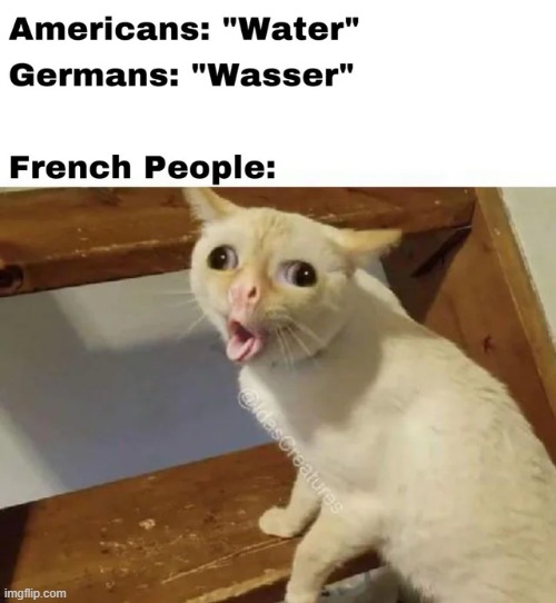 image tagged in cats,memes,water,funny,france,cat memes | made w/ Imgflip meme maker