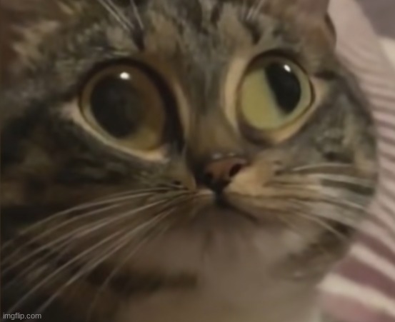 Copypasta Cat | image tagged in copypasta cat | made w/ Imgflip meme maker