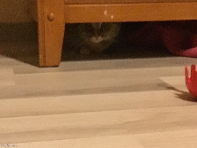 She knows I can see her…….right? | image tagged in cats,funny | made w/ Imgflip meme maker