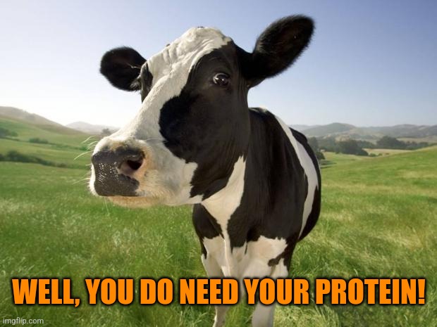 cow | WELL, YOU DO NEED YOUR PROTEIN! | image tagged in cow | made w/ Imgflip meme maker