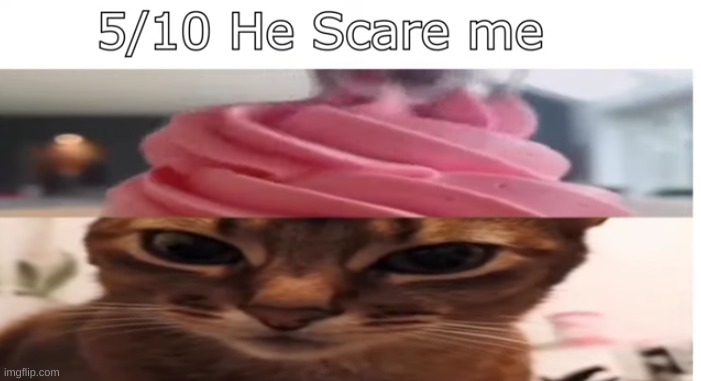 Scary | image tagged in memes,shitpost,cats,oh wow are you actually reading these tags,you have been eternally cursed for reading the tags | made w/ Imgflip meme maker
