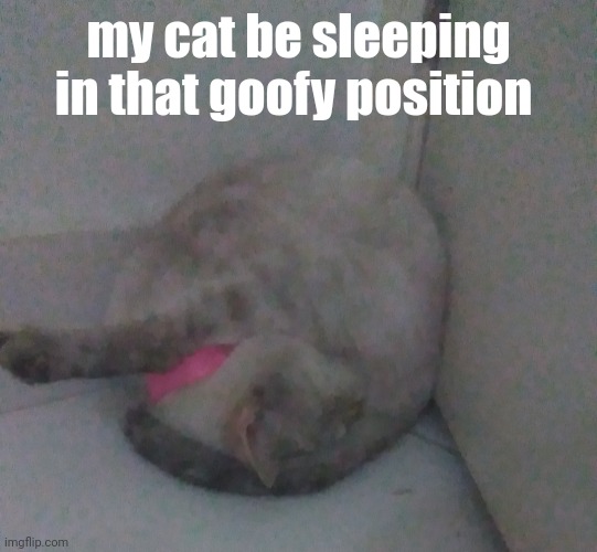 my cat be sleeping in that goofy position | made w/ Imgflip meme maker